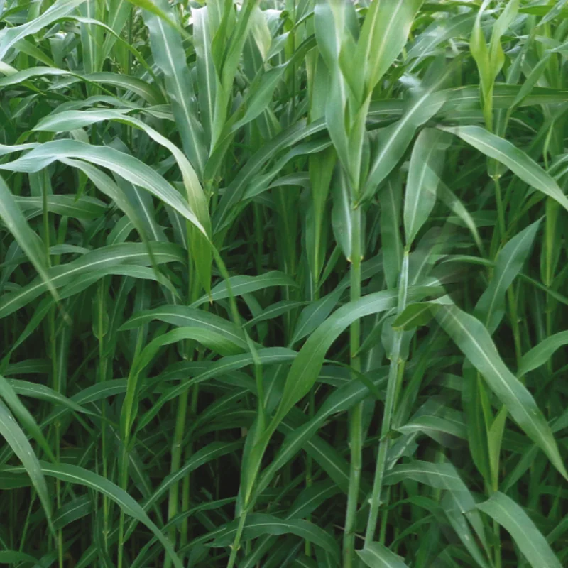 Fodder Bajra