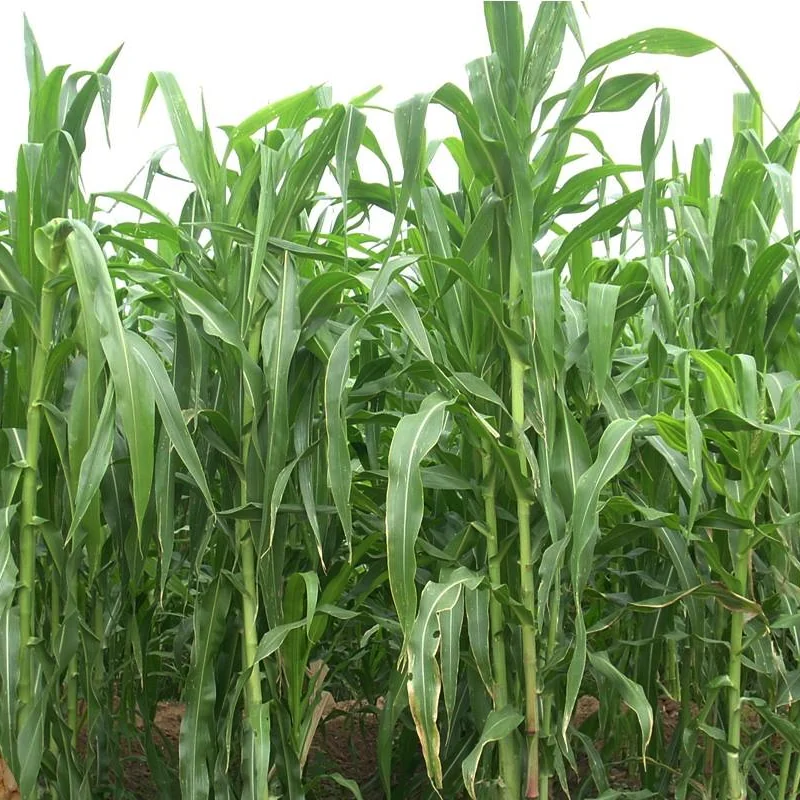 Fodder Maize