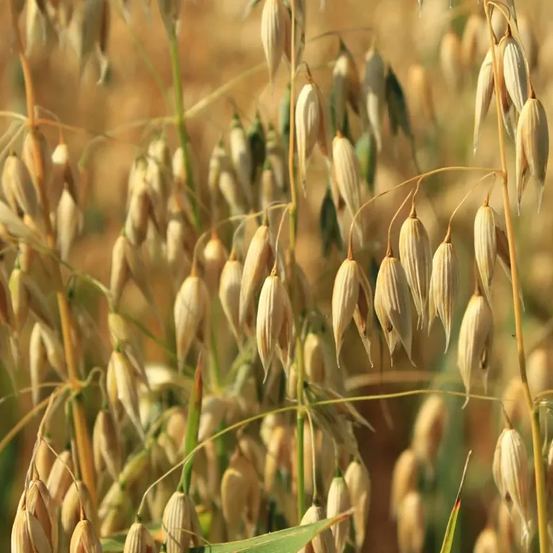 Fodder Oats